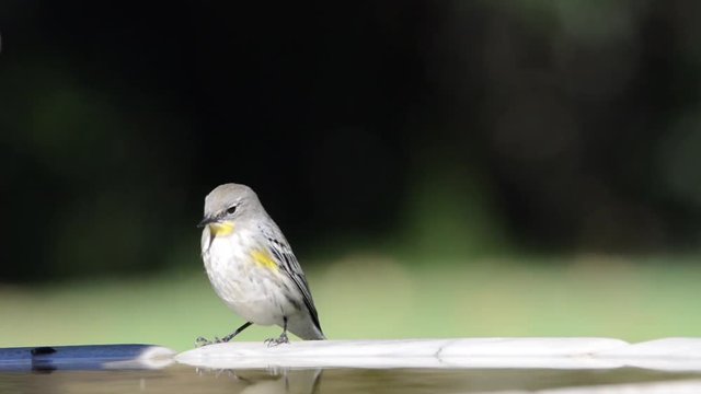 HD video of one female Yellow-rumped Warbler perched on a bird bath bathing in the water.