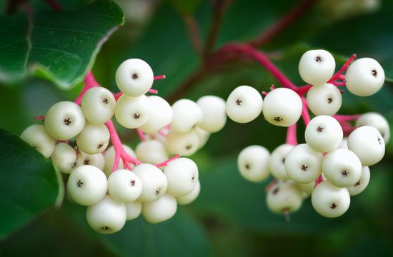 Gray Dogwood Berries