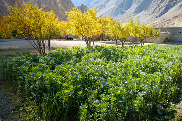 Vegetables in a garden in Khyber village, Gilgit Baltistan, Pakistan.