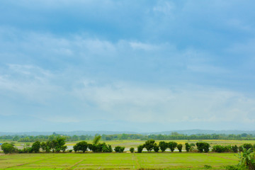Fototapeta premium Nature Farm The atmosphere is bright, Field, agriculture.