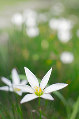 White flowers are ideal for a background image.