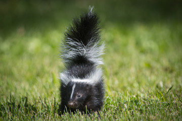 Skunk