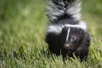 Skunk