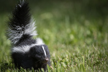 Skunk
