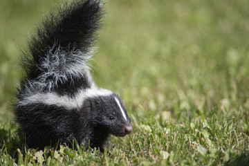 Skunk