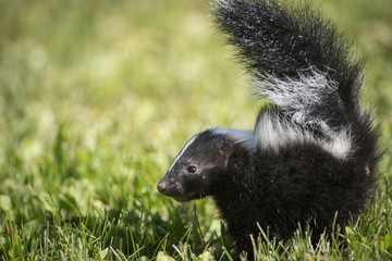 Skunk