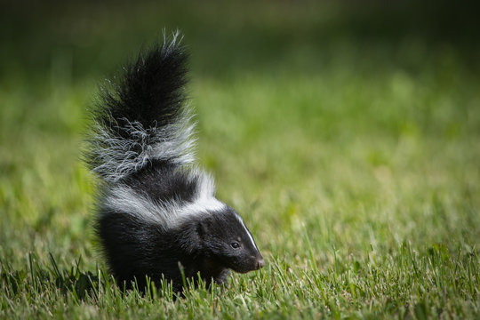 Skunk Images – Browse 5,892,429 Stock Photos, Vectors, and Video ...