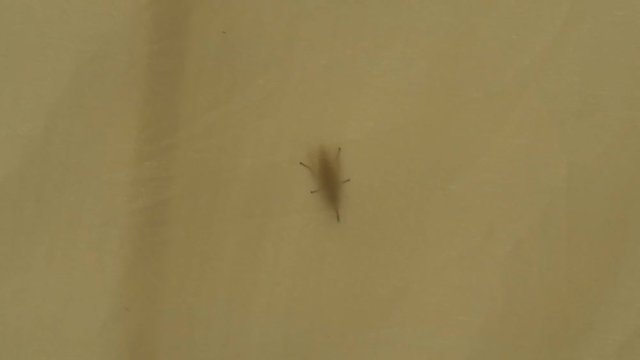 Gadfly fly flew into the tent and trying to get out
