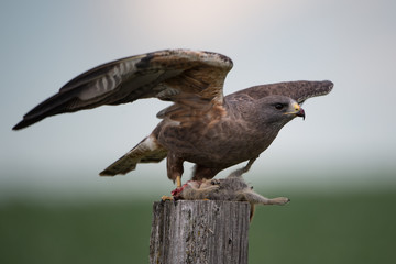 Swainson's Hawk