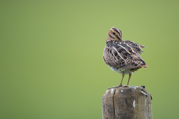 Common Snipe