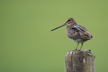 Common Snipe