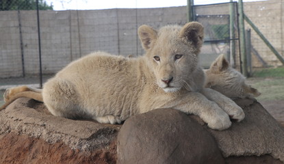 African baby white lion