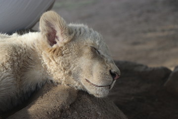 Fototapeta premium African baby white lion