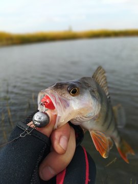 Окунь