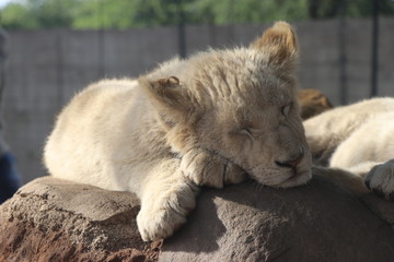 African baby white lion