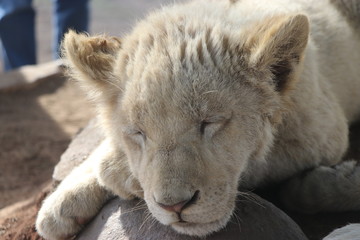 African baby white lion
