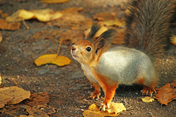 red squirrel looking to the top