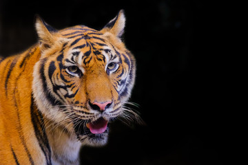 Tiger portrait of a bengal tiger