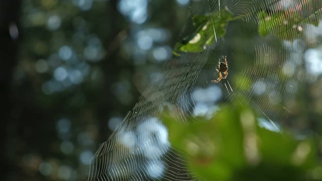Spider sitting at the center of spiderweb under the sunlight. Forest background.