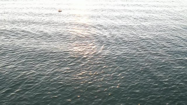 Aerial view of dolphins swimming and jumping out of the water.