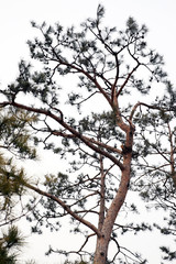 Fototapeta premium Tree and sky
