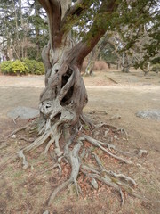 独特な形状の木(宮城県)