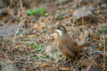 aves de cajon del maipo