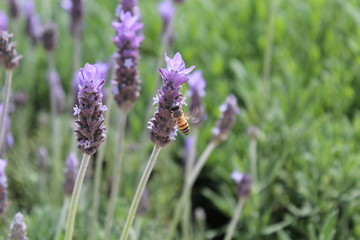 Lavanda