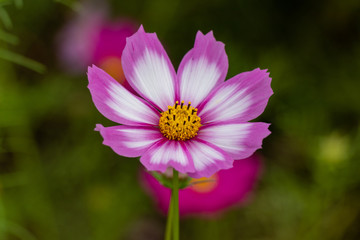 Obraz premium Cosmos Flower / Furusato Plaza in Sakura City, Chiba Prefecture, Japan