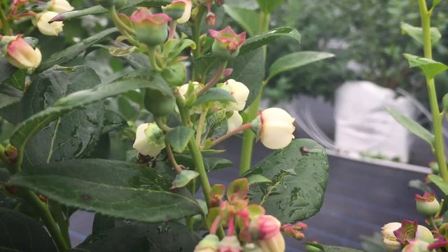 bee trying to pollinate
