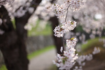 五稜郭の桜