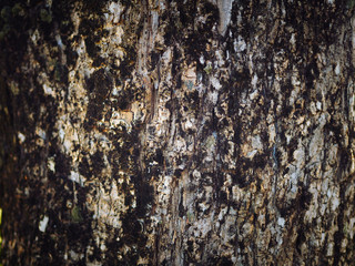 surface of a tree for background