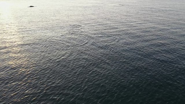 Dolphins and whales filmed at sunrise near the beach of Belmar, New Jersey.