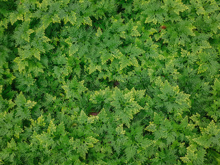 Abstract background Spike Moss.