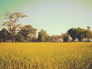 field of  rice gold color