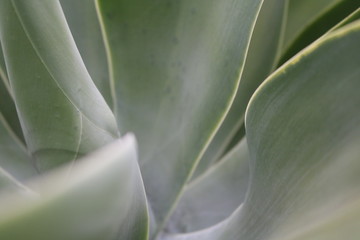 Obraz premium close up of a cactus