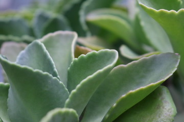 Obraz premium closeup of aloe vera plant