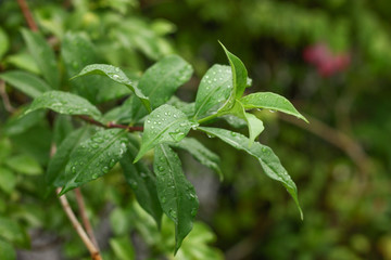 green plant feel fresh in morning