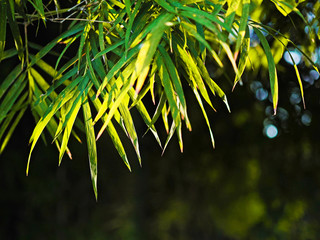 fresh of green bamboo leaves in the nature