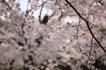 五稜郭の桜