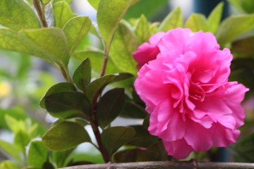 pink flower in the garden
