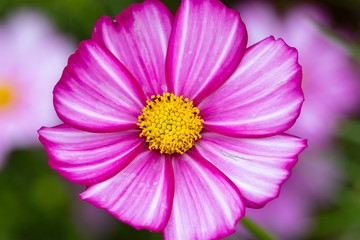 Obraz premium Cosmos Flower / Furusato Plaza in Sakura City, Chiba Prefecture, Japan