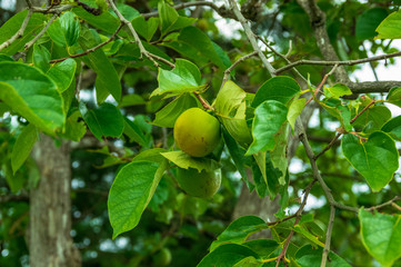 岩手県花巻市の町並み