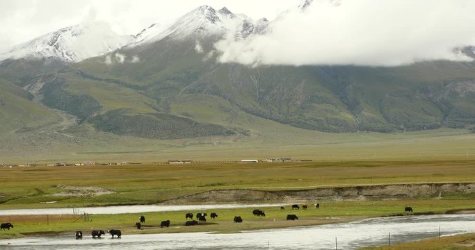 4k white puffy clouds mass rolling over Tibet mountaintop & valley,river flowing through the prairie,cattle & sheep flocks,Danggula(Tanggula) Mountains in xizang Plateau,roof of the World.	