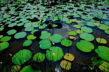 Lotus field at the beginning of the season