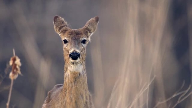 Close up of a female white-tail deer in a long grass field during autumn.