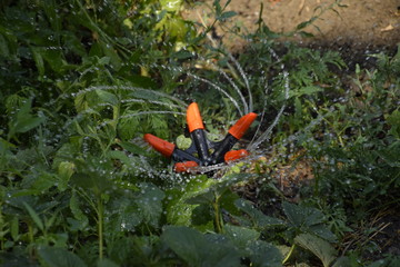 Watering strawberries with a rotating sprinkler. Watering in the garden