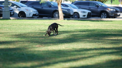 Obraz na płótnie Canvas Walking a dog at the park