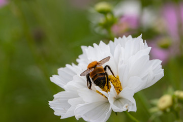 Cosmos Flower / Furusato Plaza in Sakura City, Chiba Prefecture, Japan
