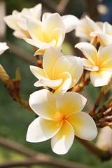 Obraz na płótnie Canvas white plumeria flower in nature garden